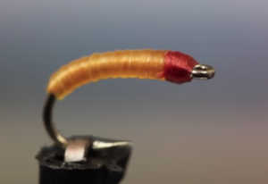 Chimarra Caddis Larva