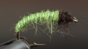 Green Caddis Larva